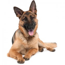 German Shepherd The facts every owner of this dog breed should know